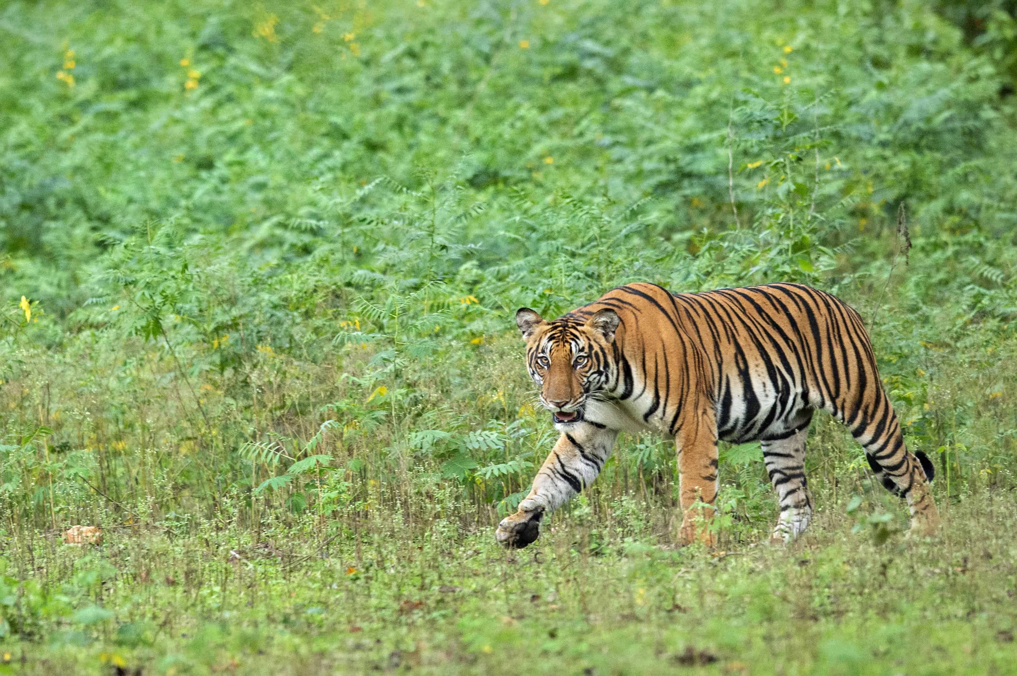 Kabini Green Season: Monsoon Magic