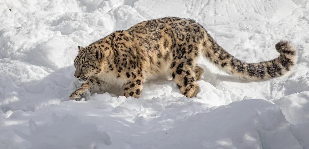 Snow Leopard Expedition – Ladakh