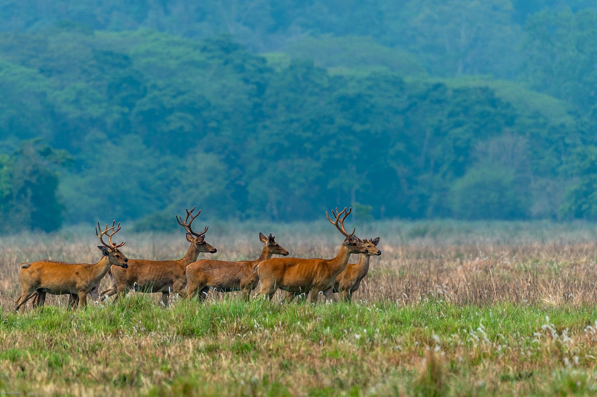 Kanha: Winter Photo Safari