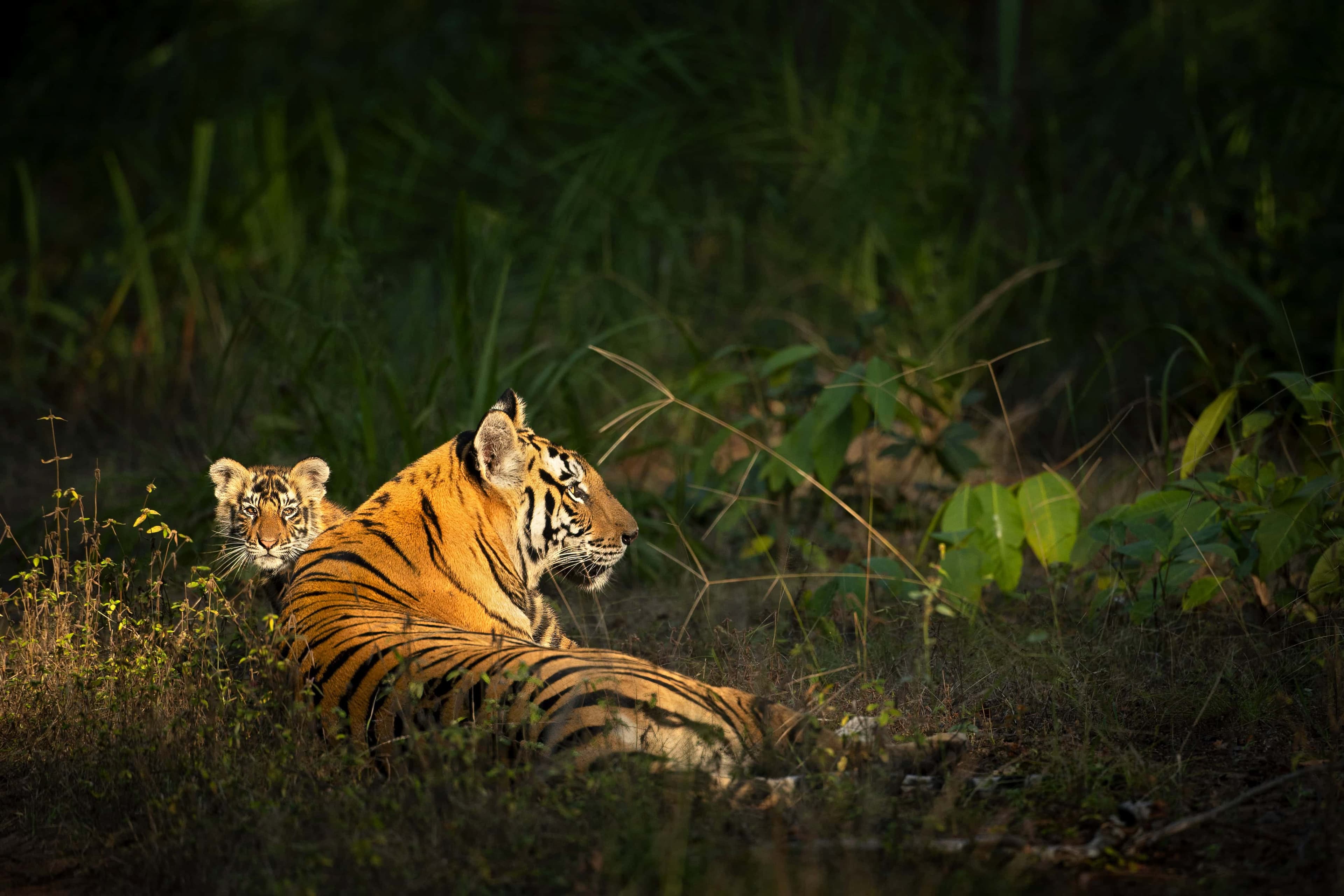 Winter Tiger Marathon: Pench, Kanha & Panna