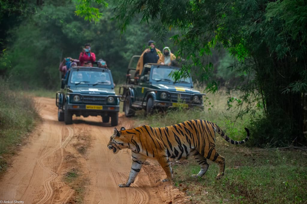 Wildlife Photography